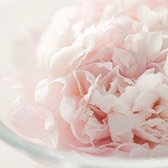 Peony 