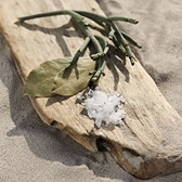 Driftwood