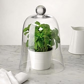 Buy Handmade Glass Cloche from The White Company