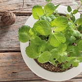 Wild Mint 