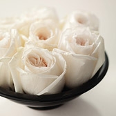 White Rose 