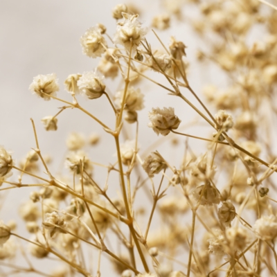 65cm Dried Gypsophila Wreath