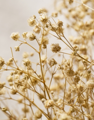 65cm Dried Gypsophila Wreath