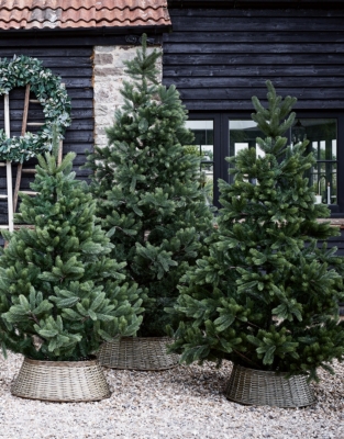 7.5ft Symons Nordmann Fir Christmas Tree and Tree Skirt