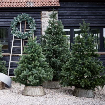 7.5ft Symons Nordmann Fir Christmas Tree Christmas Trees The White Company UK