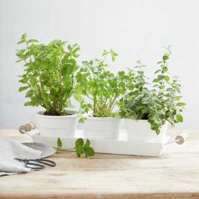 Enamel Herb Pots with Tray Decorative Accessories The White Company UK