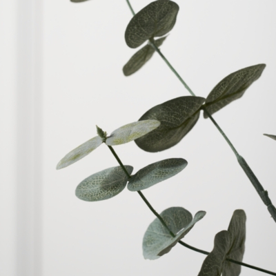 Eucalyptus Branches – Set of 2