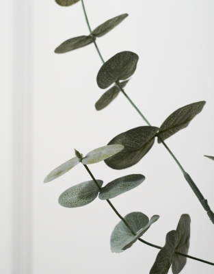 Eucalyptus Branches – Set of 2