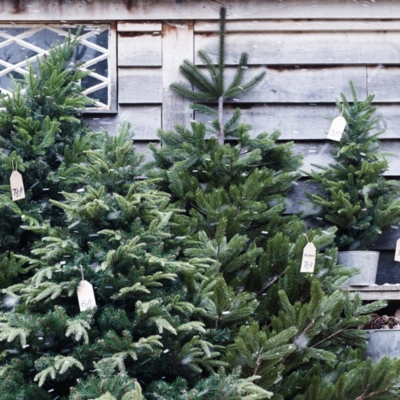 Fir Christmas Tree 6ft Christmas Sale The White Company UK