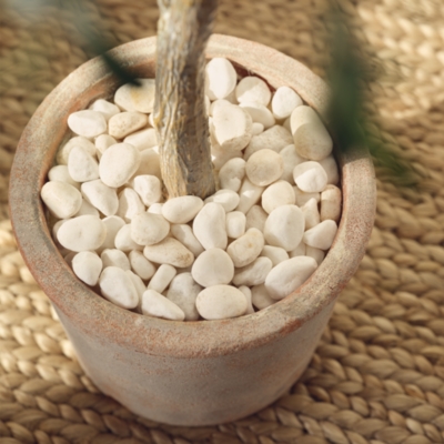 Olive Potted Tree