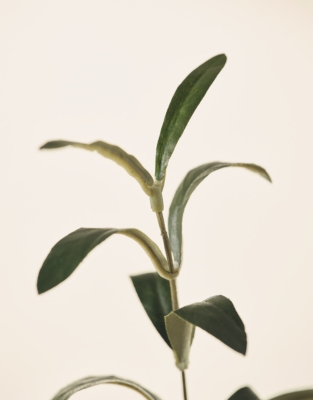 Olive Potted Tree