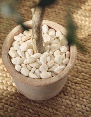 Olive Potted Tree