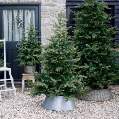 Pre Lit Grand Spruce Christmas Tree 6ft Christmas Trees The White