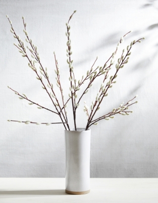 Pussy Willow Branches