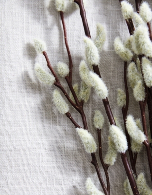 Pussy Willow Branches