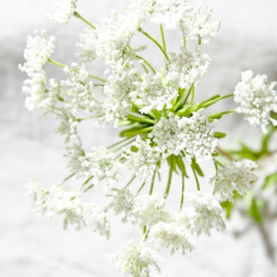 Queen Anne Lace Spray Flowers Decorative Accessories The White
