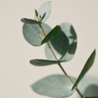 Spa Restore Hydrating Body Balm