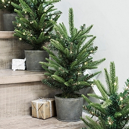 Potted Christmas tree from The White Company