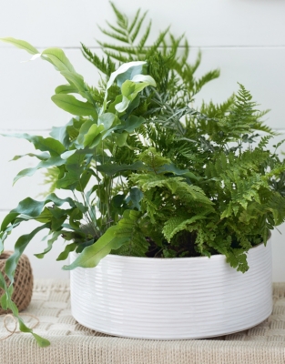 White Ribbed Ceramic Planter – Large