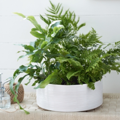 White Ribbed Ceramic Planter – Large