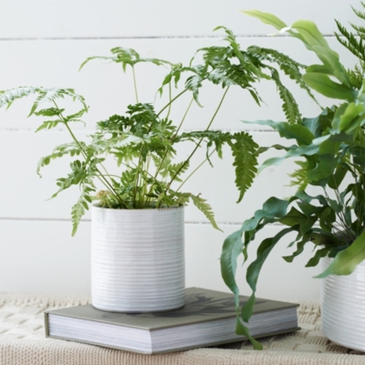 White Ribbed Ceramic Planter – Small